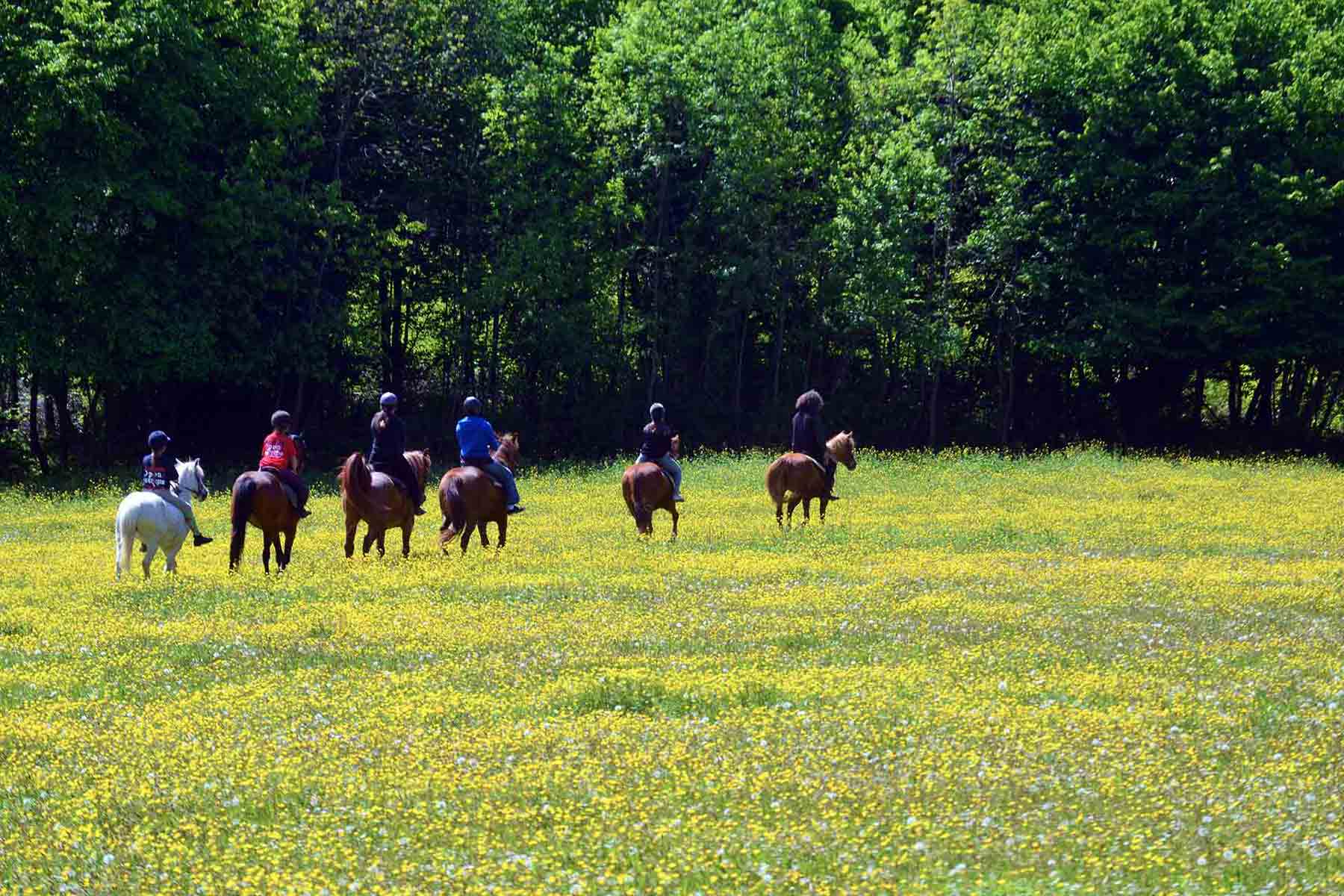 Horses in buttercup field