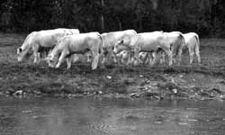 cows drinking river