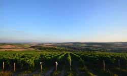 vineyards and view