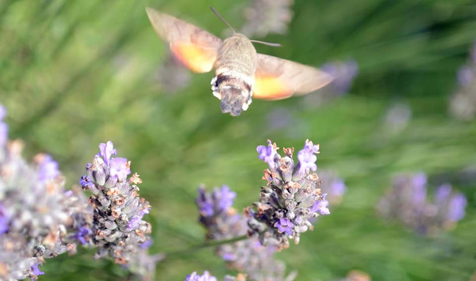 humming bee on lavender