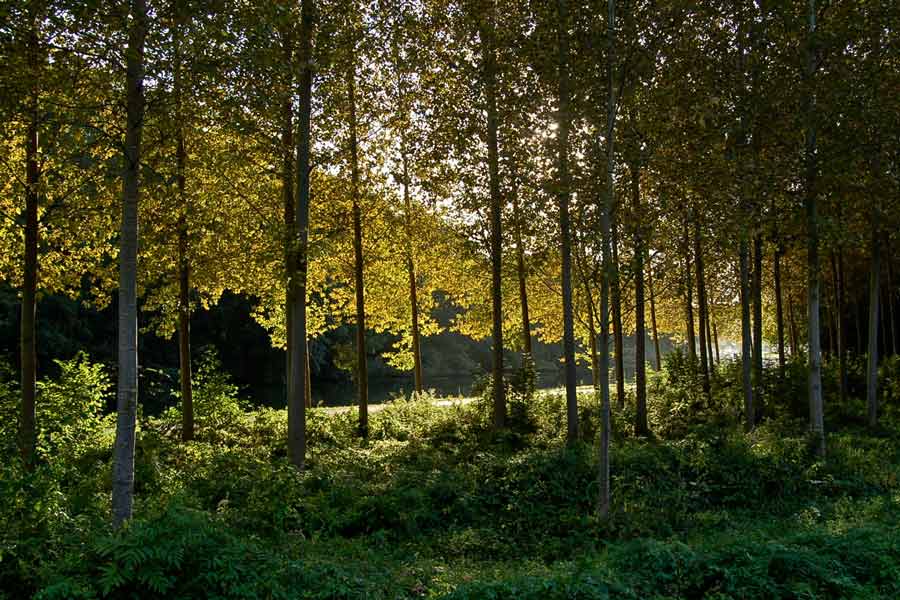 Canal poplar trees