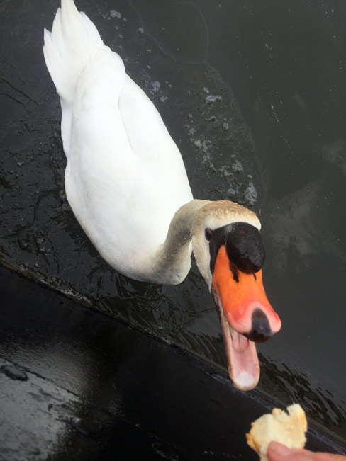 A friendly swan