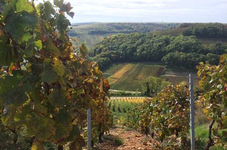 Flower inside napkin