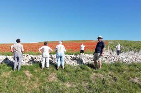 Poppy fields