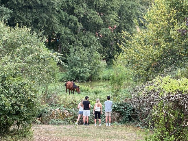 Horses grazing beside the village pond in Fontenille