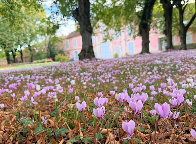 Wild cyclamen at Château de Sainte-Palaye