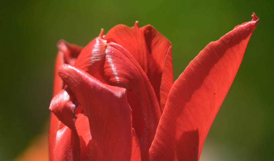 close red tulip
