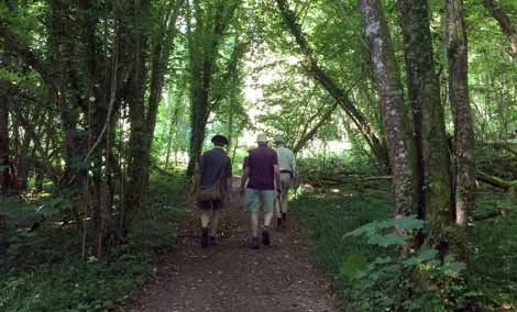 Group walking in forest