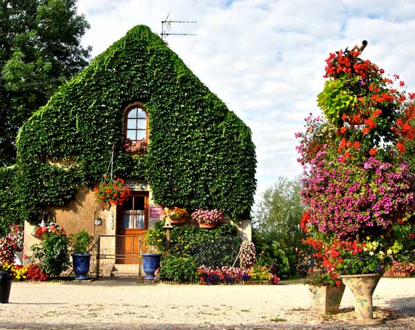ivy on house